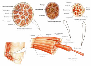 tessuto_muscolare_striato_scheletrico